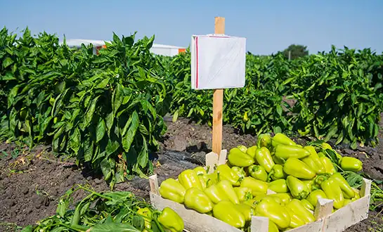 How do bio-stimulants enhance plant natural defenses?